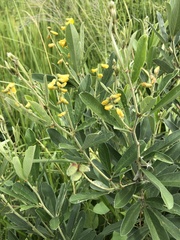 Eriosema psoraleoides