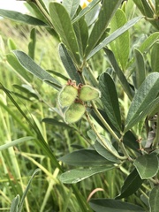 Eriosema psoraleoides