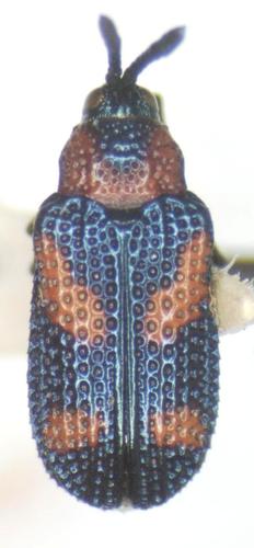 Microrhopala perforata · iNaturalist