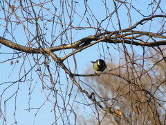 Parus major