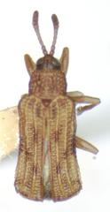 Sumitrosis fryi