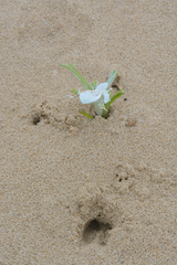 Tragelaphus sylvaticus