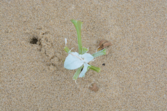 Tragelaphus sylvaticus