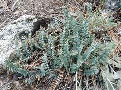 Pellaea bridgesii