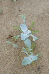 Tragelaphus sylvaticus