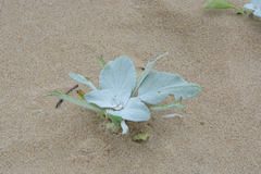 Tragelaphus sylvaticus