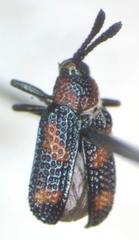 Microrhopala perforata