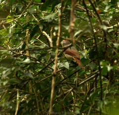 Piranga roseogularis