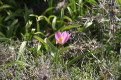 Tulipa saxatilis