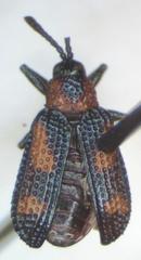 Microrhopala perforata