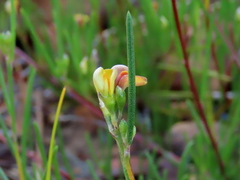Aspalathus lebeckioides
