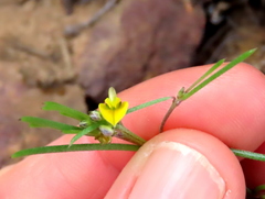 Aspalathus lebeckioides