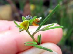 Aspalathus lebeckioides