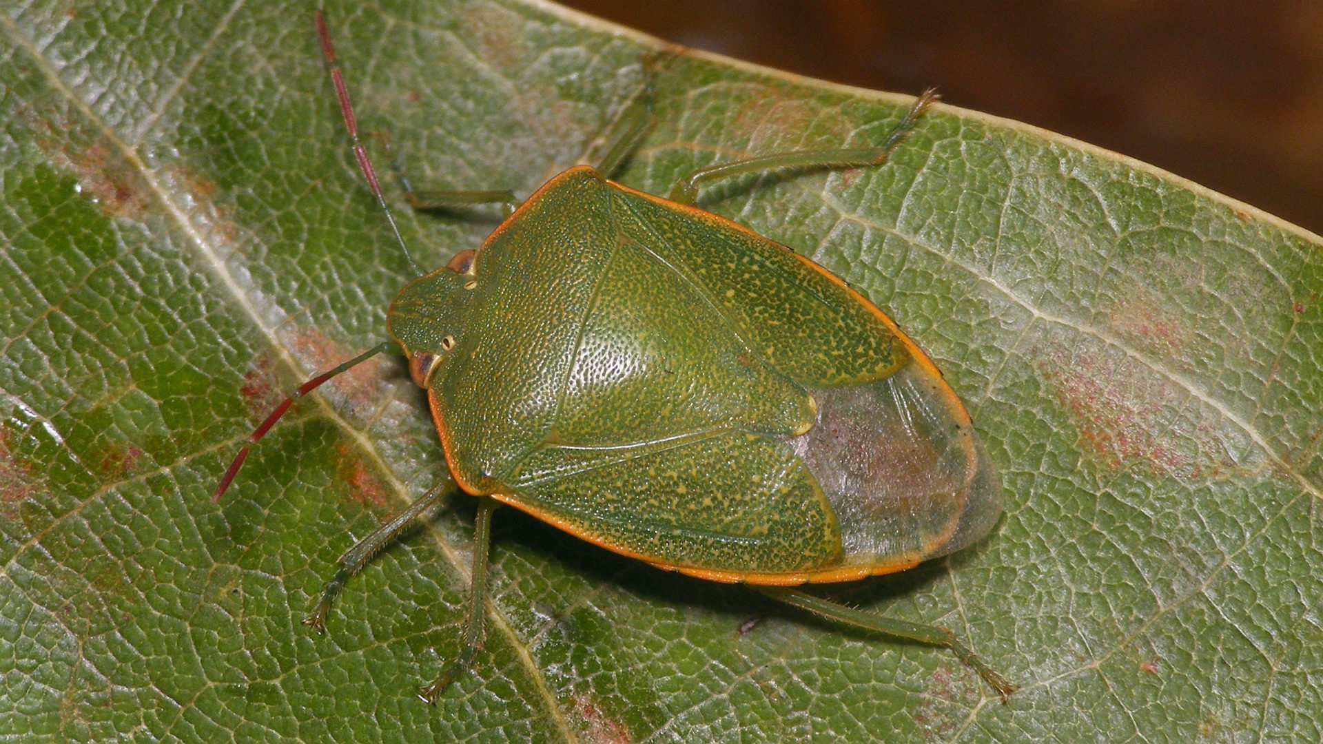 Acrosternum rubescens