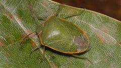 Acrosternum rubescens