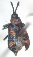 Microrhopala perforata