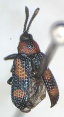 Microrhopala perforata