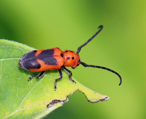 Blackened Milkweed Beetle photo 2