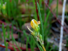 Aspalathus lebeckioides