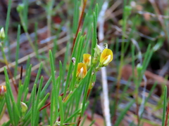 Aspalathus lebeckioides
