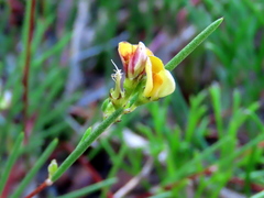 Aspalathus lebeckioides