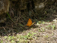 Marpesia harmonia