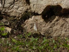 Marpesia harmonia