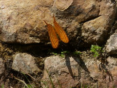 Marpesia harmonia