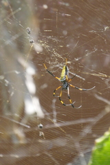 Trichonephila inaurata inaurata