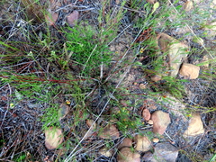 Aspalathus lebeckioides