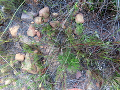 Aspalathus lebeckioides