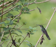 Campylopterus largipennis