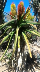 Aloe helenae