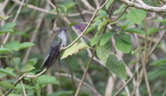 Campylopterus largipennis