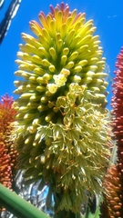 Aloe helenae