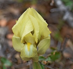 Iris reichenbachii