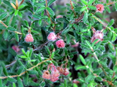 Erica haematocodon