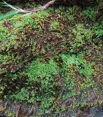 Platylomella lescurii