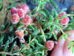 Erica haematocodon