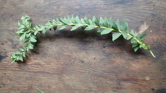 Acacia cultriformis