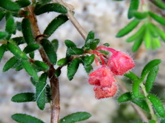 Erica haematocodon