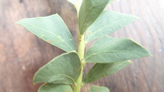 Acacia cultriformis