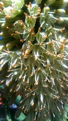 Aloe helenae
