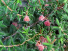 Erica haematocodon