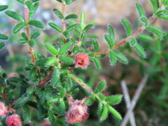 Erica haematocodon