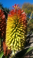 Aloe helenae