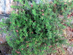 Erica haematocodon