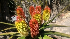 Aloe helenae