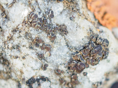 Protoparmelia badia