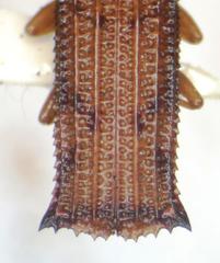 Octhispa elevata